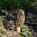 White Morel - Photo (c) Alan Rockefeller, some rights reserved (CC BY)