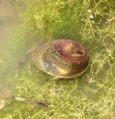Cyzicus californicus