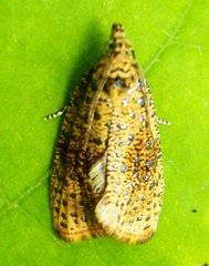 Olethreutes astrologana