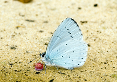 Celastrina argiolus