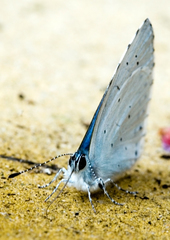 Celastrina argiolus