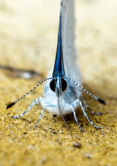 Celastrina argiolus