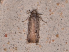 Filatima