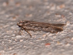 Filatima