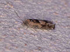 Pseudexentera hodsoni