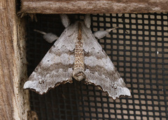 Olceclostera seraphica