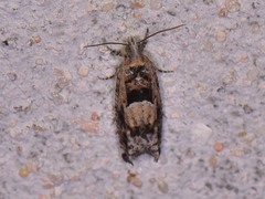 Pseudexentera hodsoni