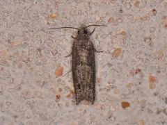 Pseudexentera mali