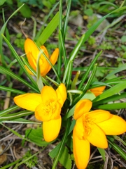 Crocus graveolens