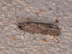 Pseudexentera mali