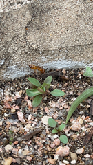 Camponotus festinatus