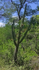 Cereus forbesii