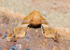 Eutelia callichroma