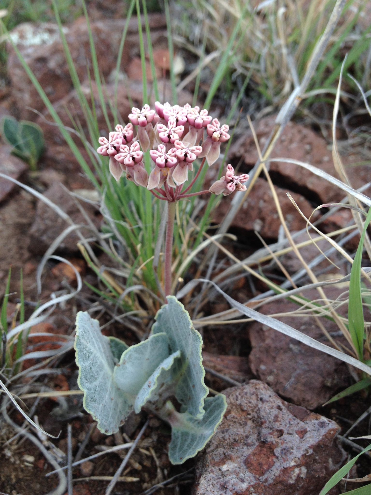 Asclepias nummularia