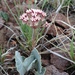Tufted Milkweed - Photo (c) anna strong, some rights reserved (CC BY-NC), uploaded by anna strong