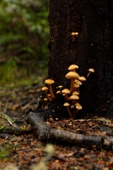 Armillaria limonea image