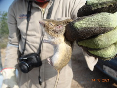 Chaetodipus hispidus