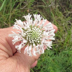 Marshallia caespitosa