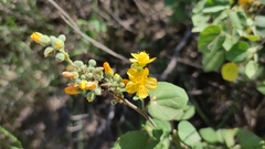 Wissadula densiflora