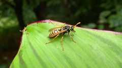 Polistes dominula