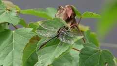 Phanogomphus australis