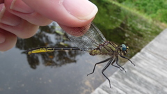 Phanogomphus australis