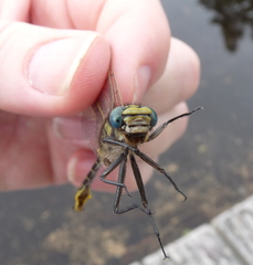 Phanogomphus australis