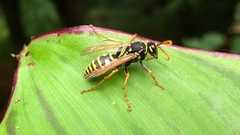 Polistes dominula