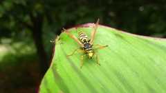 Polistes dominula