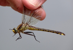Gomphurus septima
