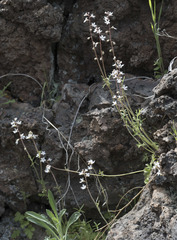 Lithophragma tenellum