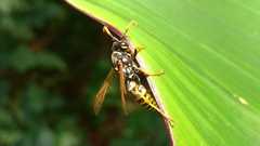 Polistes dominula