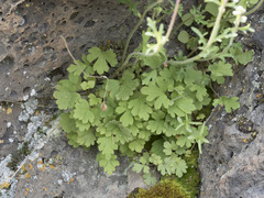 Lithophragma tenellum