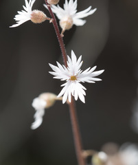 Lithophragma tenellum