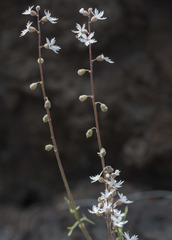 Lithophragma tenellum