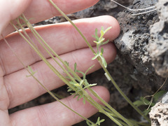 Lithophragma tenellum