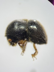 Cnestus mutilatus