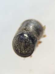 Cnestus mutilatus