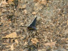 Mysoria affinis