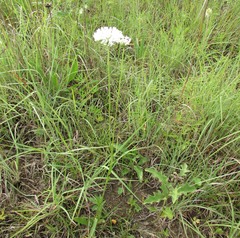 Marshallia caespitosa