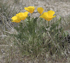 Eschscholzia californica californica