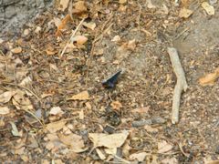 Mysoria affinis