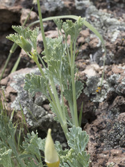 Eschscholzia californica californica