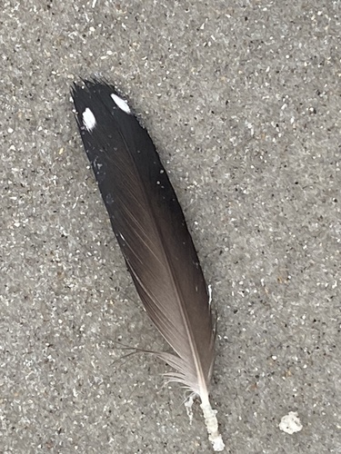 Plume de Plongeon imbrin