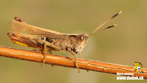 Rufous Grasshopper, photo 4 of 10