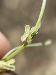 Pectocarya penicillata