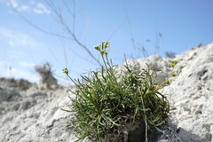Lepidium turczaninowii