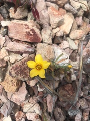 Mentzelia gracilenta