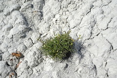 Lepidium turczaninowii