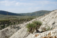 Lepidium turczaninowii